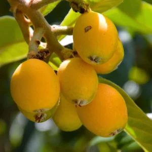 Loquat Plants Set of 2 Seedlings 4-6'' Fruit Tree