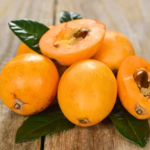 Loquat Seedling 4-6'' Rooted Rare Tropical Fruit Tree Starter Plant