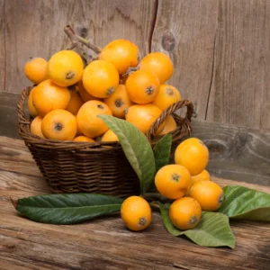 Loquat Seedling 4-6'' Rooted Rare Tropical Fruit Tree Starter Plant
