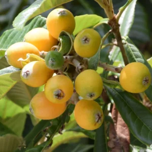 Loquat Seedling 4-6'' Rooted Rare Tropical Fruit Tree Starter Plant