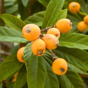 Loquat Tree Seedling 4-6 Inch - Grow Fresh Fruit at Home