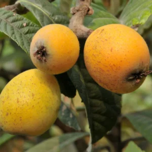 Loquat Tree Seedling 4-6 Inch - Grow Fresh Fruit at Home
