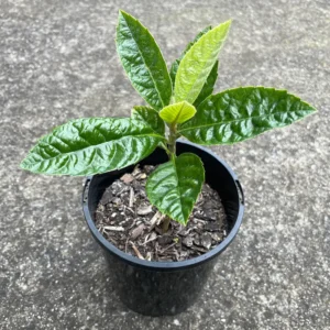Loquat Tree Seedling 4-6 Inch - Grow Fresh Fruit at Home
