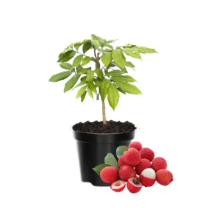 Lychee Fruit Tree Live Plant - 6 to 10 Inch Tropical Tree for Gardening