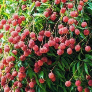 Lychee Fruit Tree Live Plant - 6 to 10 Inch Tropical Tree for Gardening