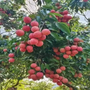 Lychee Fruit Tree Live Plant - 6 to 10 Inch Tropical Tree for Gardening