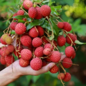 Lychee Fruit Tree Live Plant - 6 to 10 Inch Tropical Tree for Gardening