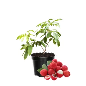 Lychee Fruit Tree Live Plant - Tropical Plant - 6-9 Inches
