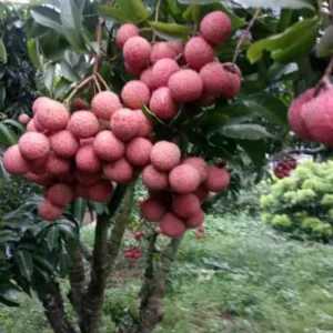 Lychee Fruit Tree Live Plant - Tropical Plant - 6-9 Inches