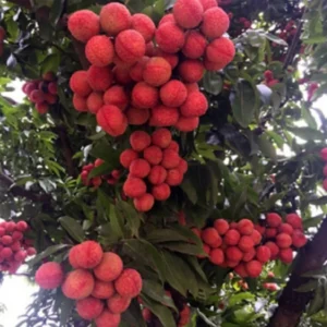 Lychee Fruit Tree Live Plant - Tropical Plant - 6-9 Inches