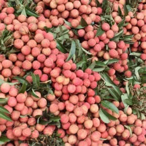 Lychee Fruit Tree Live Plant - Tropical Plant - 6-9 Inches