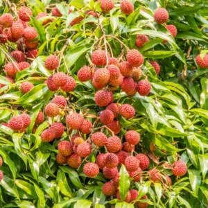 Lychee Plants Set of 2 Seedlings 4-6'' Fruit Tree Starter