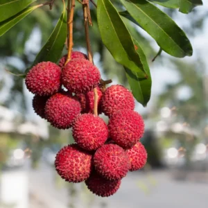 Lychee Seedling 4-6 Inch Rare Tropical Fruit Tree Sapling