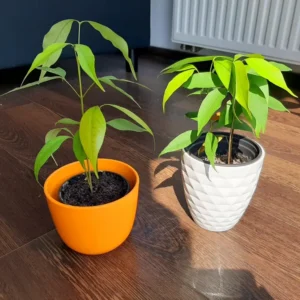 Lychee Seedling 4-6 Inch Rare Tropical Fruit Tree Sapling