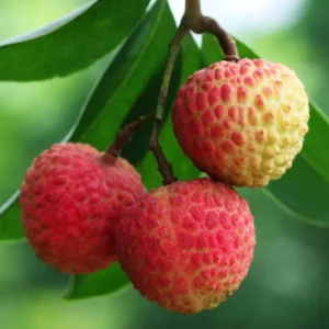 Lychee Seedling 4-6 Inch Rare Tropical Fruit Tree Sapling