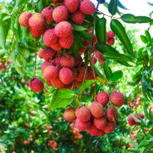 Lychee Tree Seedling 4-6'' Rooted Exotic Fruit Tree Small Size