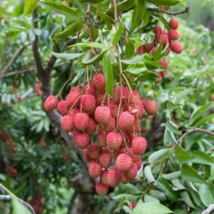Lychee Tree Seedling 4-6'' Rooted Exotic Fruit Tree Small Size
