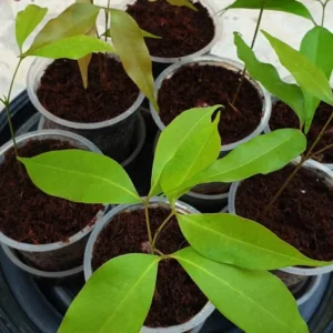 Lychee Tree Seedling 4-6'' Rooted Exotic Fruit Tree Small Size