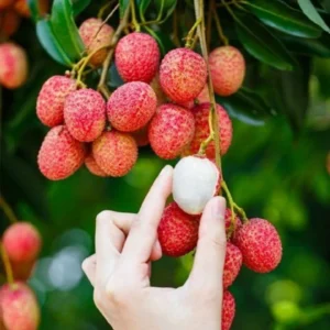 Lychee Tree Seedling 4-6'' Rooted Exotic Fruit Tree Small Size