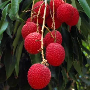 Lychee Tree Seedling 4-6'' Rooted Exotic Fruit Tree Small Size