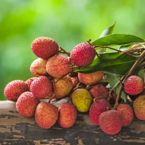 Lychee Tree Seedling 4-6 inch Potted Lychee Fruit Tree - Grow Your Own Fruit