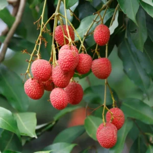 Lychee Tree Seedling 4-6 inch Potted Lychee Fruit Tree - Grow Your Own Fruit