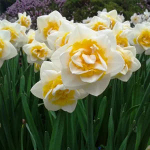 Mix Daffodil Bulbs - 10 Pack - Double Flowering - Spring Planting - Outdoor/Indoor Flower Bulb Gardening