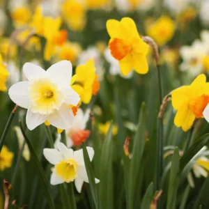Mix Daffodil Bulbs - 10 Pack - Double Flowering - Spring Planting - Outdoor/Indoor Flower Bulb Gardening