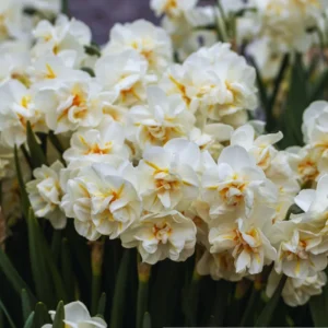 Mix Daffodil Bulbs - 10 Pack - Double Flowering - Spring Planting - Outdoor/Indoor Flower Bulb Gardening