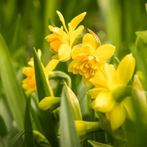 Mix Daffodil Bulbs - 10 Pack - Double Flowering - Spring Planting - Outdoor/Indoor Flower Bulb Gardening