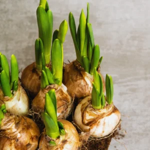 Mix Daffodil Bulbs - 10 Pack - Double Flowering - Spring Planting - Outdoor/Indoor Flower Bulb Gardening