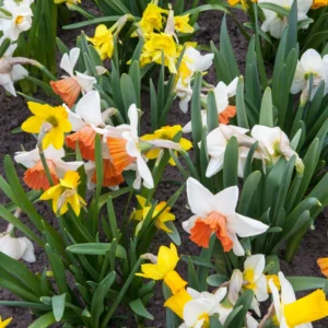 Mix Daffodil Bulbs - 10 Pack - Double Flowering - Spring Planting - Outdoor/Indoor Flower Bulb Gardening