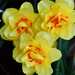 Mix Double Daffodil Bulbs - 10 Flower Bulbs for Spring Planting