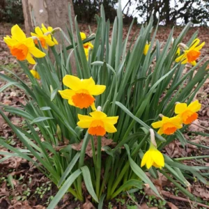 Mix Double Daffodil Bulbs - 10 Flower Bulbs for Spring Planting