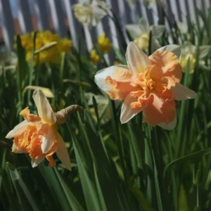 Mix Double Daffodil Bulbs - 10 Flower Bulbs for Spring Planting