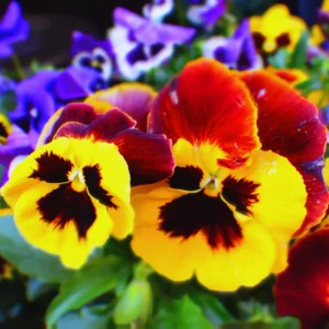 Mix Pansy Plant Live Flowering Pansies 3-5 Inch Perennial Flower Plant