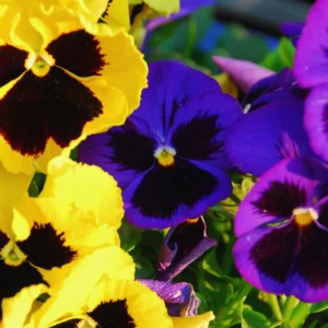 Mix Pansy Plant Live Flowering Pansies 3-5 Inch Perennial Flower Plant