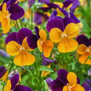 Mix Pansy Plant Live Flowering Pansies 3-5 Inch Perennial Flower Plant