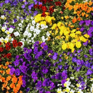 Mix Pansy Plant Live Flowering Pansies 3-5 Inch Perennial Flower Plant
