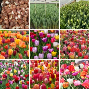 Mix Tulip Bulbs for Spring Planting, Large Flower Bulbs for Fall Planting - Garden Indoor Outdoor