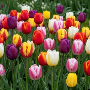 Mix Tulip Bulbs for Spring Planting, Large Flower Bulbs for Fall Planting - Garden Indoor Outdoor