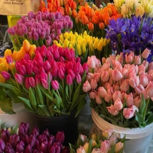 Mix Tulip Bulbs for Spring Planting, Large Flower Bulbs for Fall Planting - Garden Indoor Outdoor