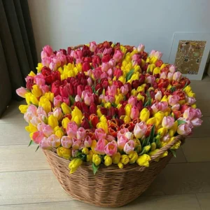 Mix Tulip Bulbs for Spring Planting, Large Flower Bulbs for Fall Planting - Garden Indoor Outdoor