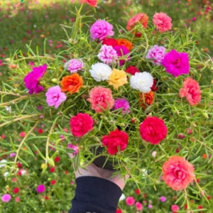 Moss Rose Plants Live Pink Portulaca Annual Flower Plant 3-5 Inches