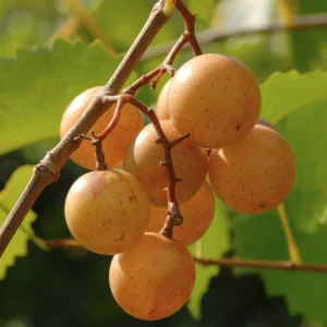Muscadine Grape Vines 2-Pack - Live Starter Grapevine - Easy Grow Indoor/Outdoor