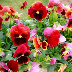 Pansy Plants Live, 2 Mix Flowering Viola, 3-6 Inches Tall