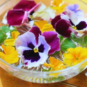 Pansy Plants Live, 2 Mix Flowering Viola, 3-6 Inches Tall
