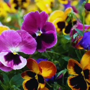 Pansy Plants Live, 2 Mix Flowering Viola, 3-6 Inches Tall