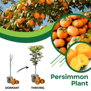 Persimmon Tree Live Plant - 6 To 12 Inches Tall - Quart Pot
