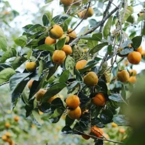 Persimmon Tree Live Plant - 6 To 12 Inches Tall - Quart Pot